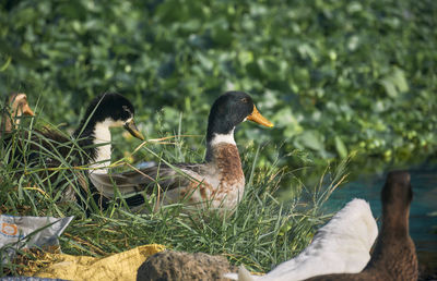 Group of indian runner ducks frolicking in pond, in a suburban area of west bengal, india.