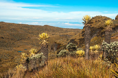 Scenic view of desert field against cloudy sky