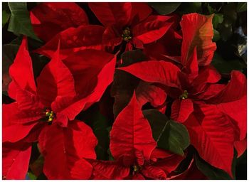 Full frame shot of red flowers