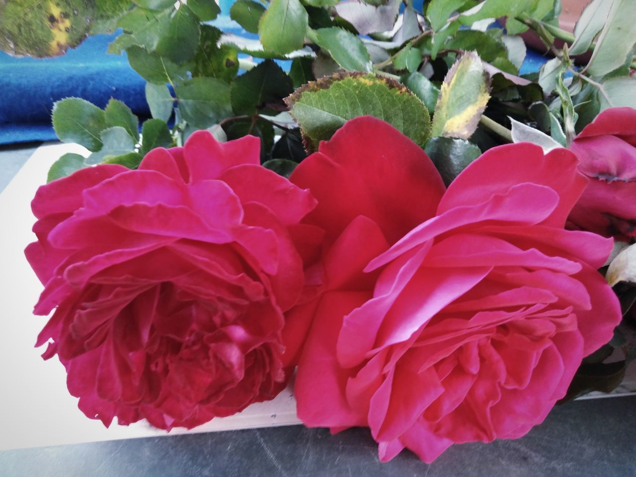 CLOSE-UP OF RED ROSES