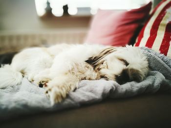 Close-up of dog sleeping at home