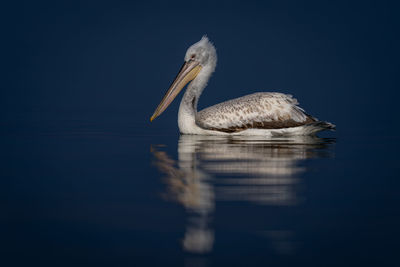 Close-up of pelican in lake