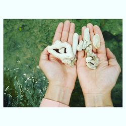 Close-up of hand holding crab