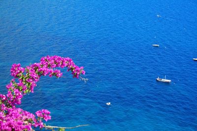 High angle view of pink flowering plants by sea