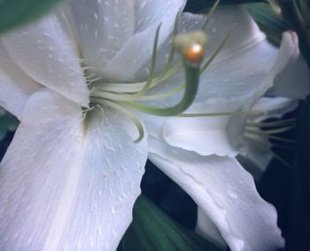 Close-up of white flowers blooming outdoors