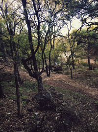 Trees on field