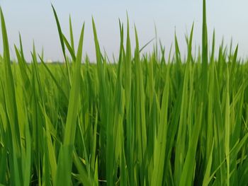 Close-up of crops growing on field