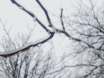 Low angle view of bare tree against sky