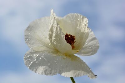 Close-up of wet white hibiscus blooming against sky