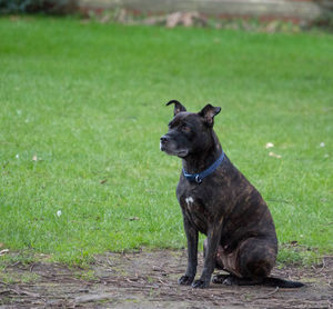 Dog sitting on grass