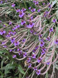 Close-up of purple flowering plants