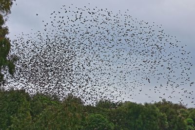 Low angle view of birds flying above trees