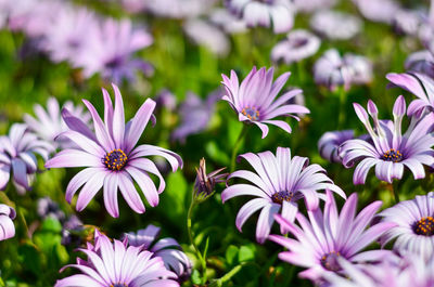 Close-up of purple flowers