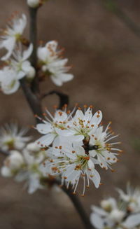 Close-up of white flowers blooming on branch