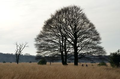 Bare trees on field