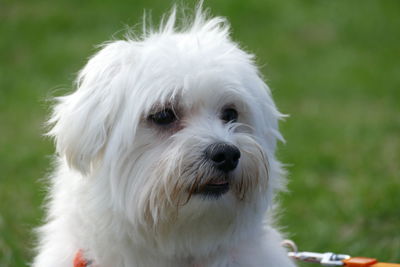 Close-up portrait of white dog