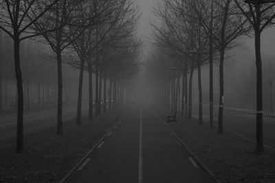 Bare trees in foggy weather