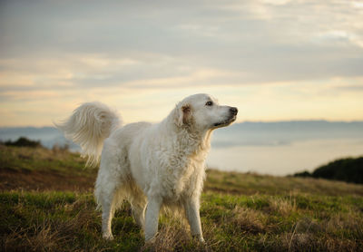 Dog looking away on field