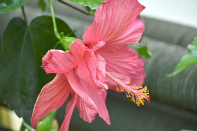 Close-up of pink hibiscus flower