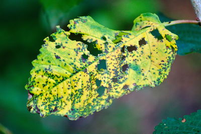 Close-up of butterfly on plant leaves