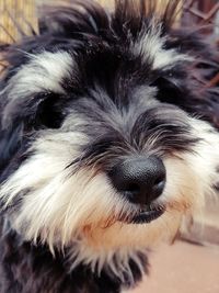 Close-up portrait of puppy