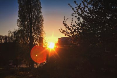 Sun shining through trees