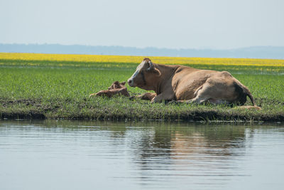 Elephant drinking water in a lake