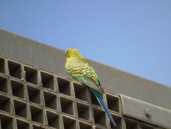 Low angle view of parrot perching on wall