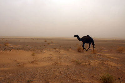 Camel in the desert of sahara