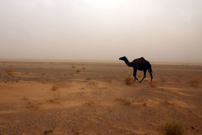 Rear view of man walking on sand at desert