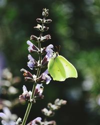 Close-up of butterfly pollinating on flower