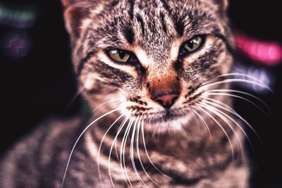 Close-up portrait of cat