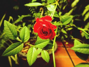 Close-up of red hibiscus blooming outdoors