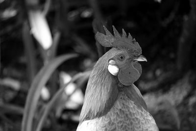 Close-up of rooster against blurred background