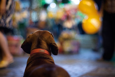 Rear view of dog sitting outdoors