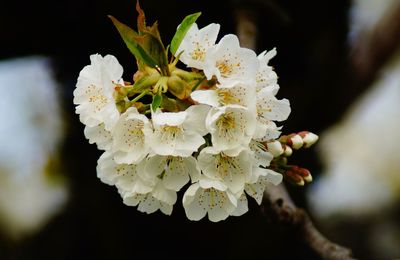 Close-up of white cherry blossom