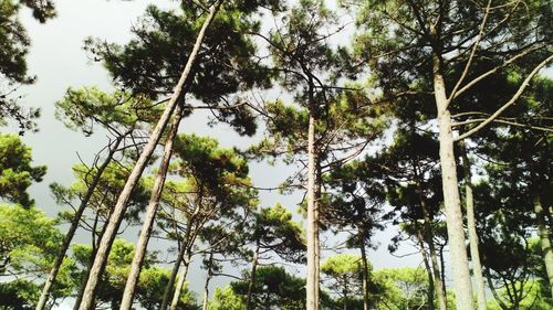 Low angle view of trees in forest