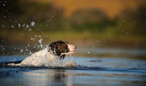 Dog splashing water in lake