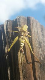 View of tree against sky