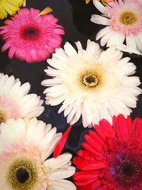 Close-up of pink daisy flower