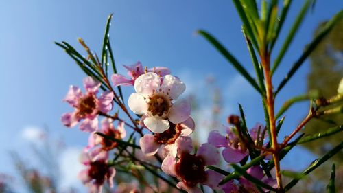 Close-up of white cherry blossoms against sky