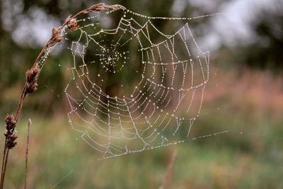 Close-up of spider web