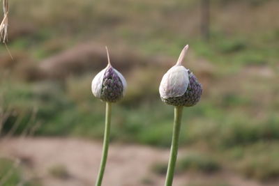 Close-up of flower buds on field