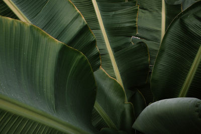 Close-up of green leaves