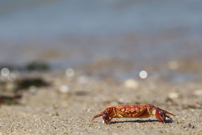 Close-up of crab on beach