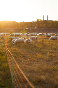 Flock of sheep grazing in field