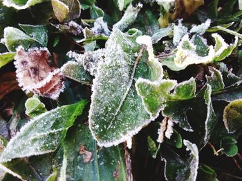 Close-up of frozen leaves