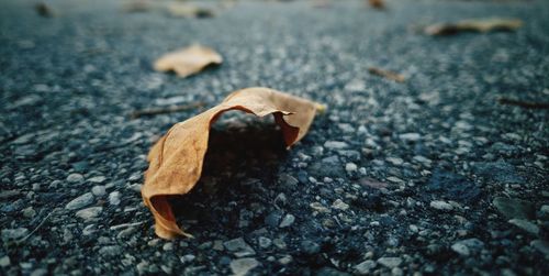 Close-up of dry leaf on road