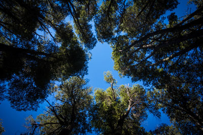 Low angle view of trees against sky