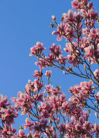 Low angle view of cherry blossoms in spring